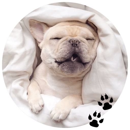 Sticker “Bulldog-5”