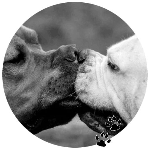 Sticker “Bulldog-6”