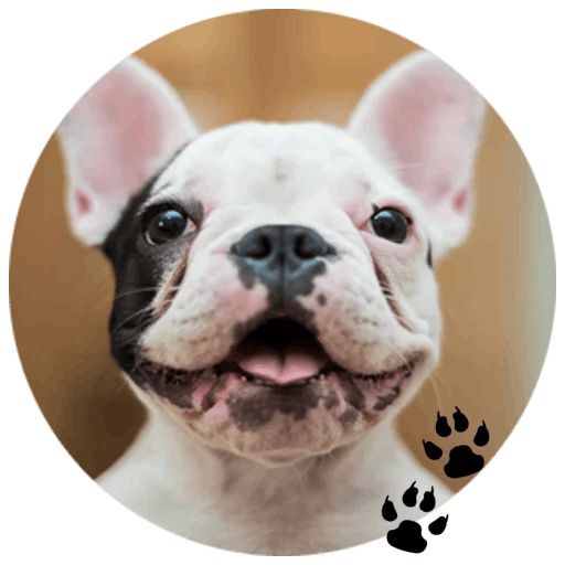 Sticker “Bulldog-8”