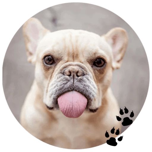 Sticker “Bulldog-9”