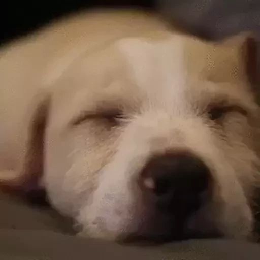 Sticker “Sleeping Dogs-1”