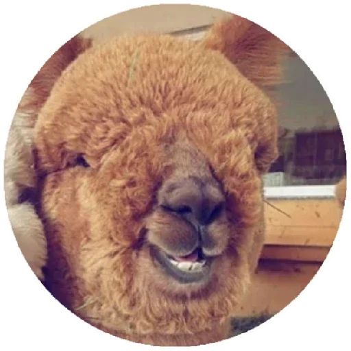 Sticker “Happy Alpaca-10”
