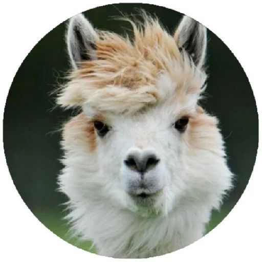Sticker “Happy Alpaca-12”