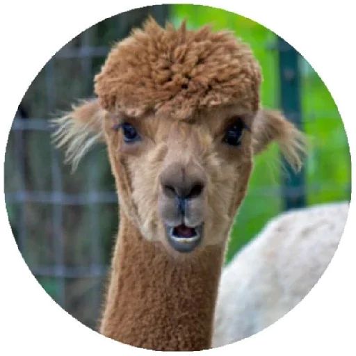 Sticker “Happy Alpaca-2”