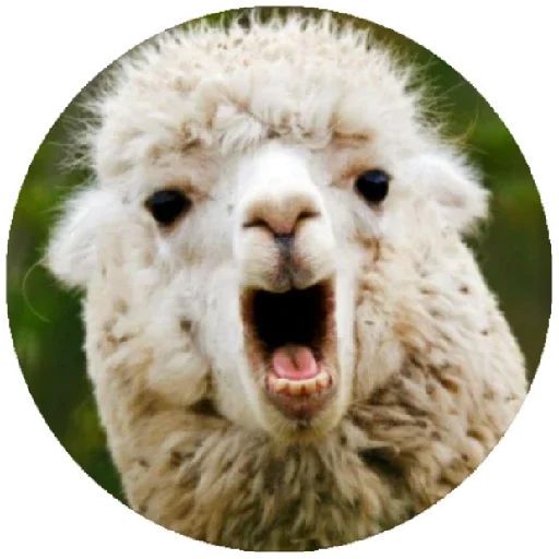 Sticker “Happy Alpaca-4”