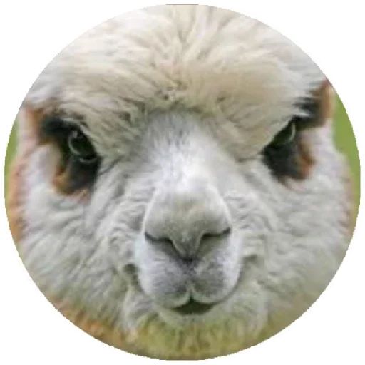 Sticker “Happy Alpaca-8”