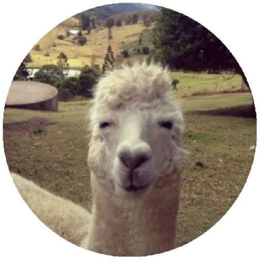 Sticker “Happy Alpaca-9”