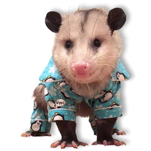 Sticker “Cute Possum-1”