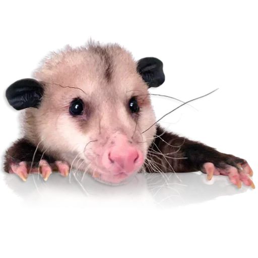 Sticker “Cute Possum-10”
