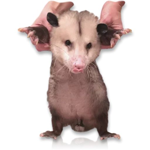 Sticker “Cute Possum-11”