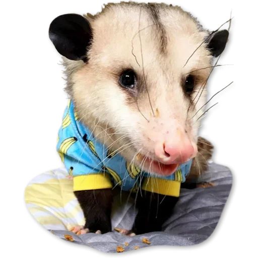 Sticker “Cute Possum-3”