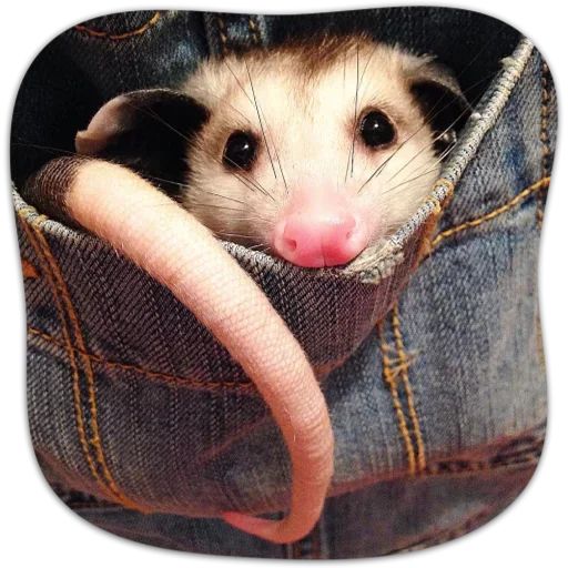 Sticker “Cute Possum-4”