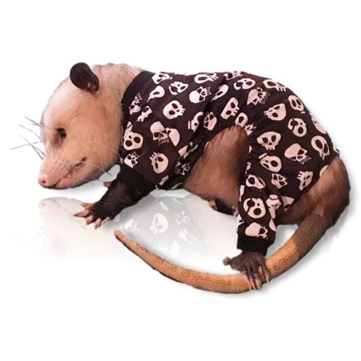 Sticker “Cute Possum-5”