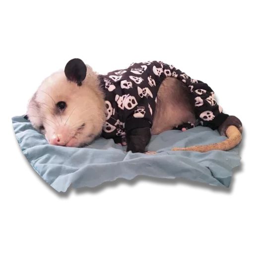 Sticker “Cute Possum-6”