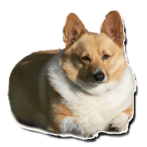 Sticker “Fat Dog-1”