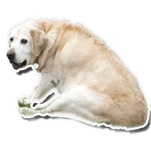 Sticker “Fat Dog-2”