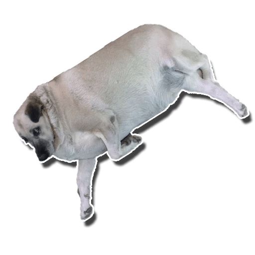 Sticker “Fat Dog-5”