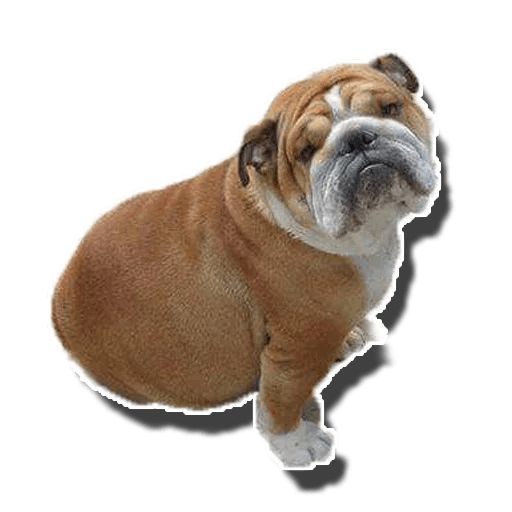 Sticker “Fat Dog-8”