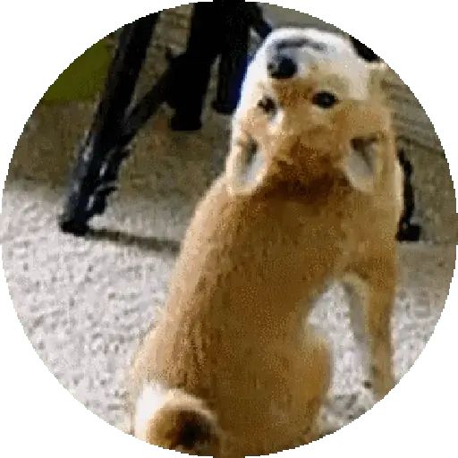 Sticker “Shiba-1”