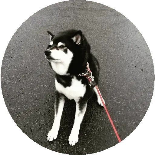 Sticker “Shiba-6”