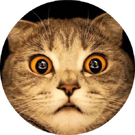 Sticker “Cat Meow-1”