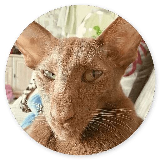 Sticker “Cat Meow-2”