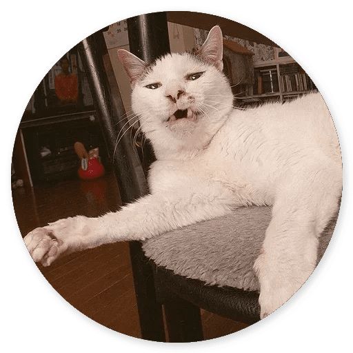 Sticker “Cat Meow-4”