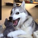 “Funny Animals” stickerpack