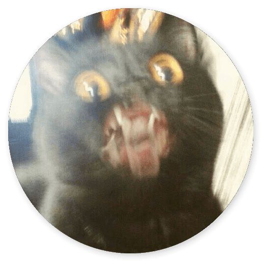 Sticker “Stupid cats -1”