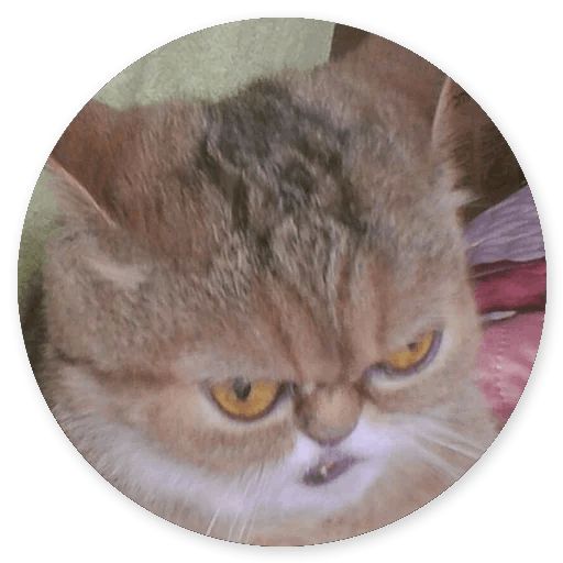 Sticker “Stupid cats -10”