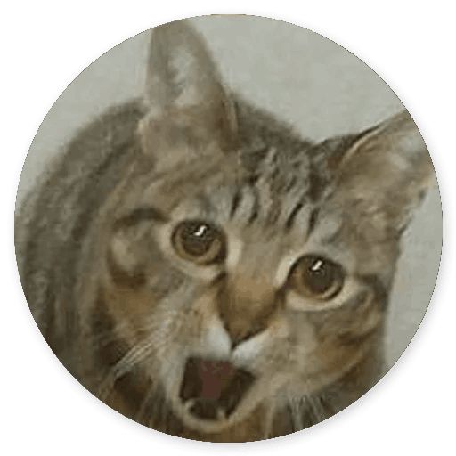 Sticker “Stupid cats -11”
