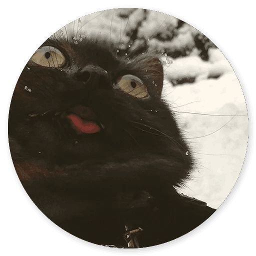 Sticker “Stupid cats-5”