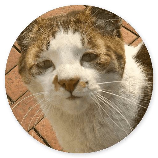 Sticker “Stupid cats -9”