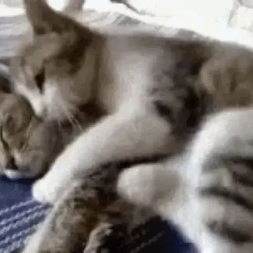 Sticker “Cat's Hugs-5”