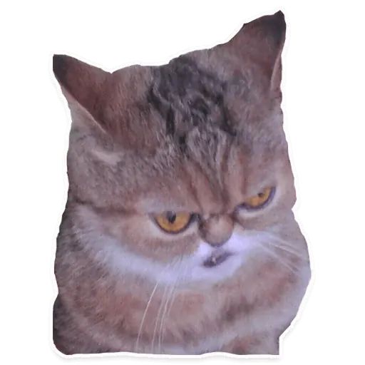 Sticker “Suffering Cats-1”
