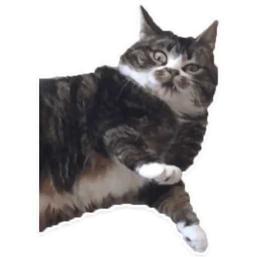 Sticker “Suffering Cats-10”