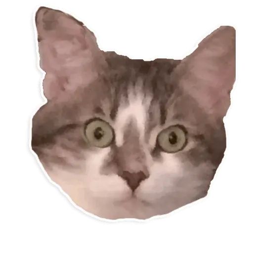 Sticker “Suffering Cats-11”
