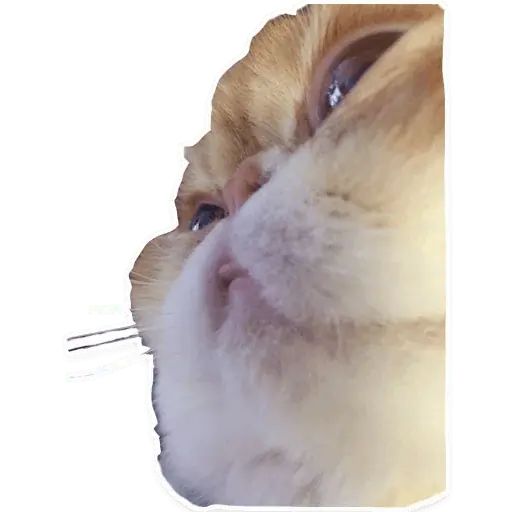 Sticker “Suffering Cats-2”