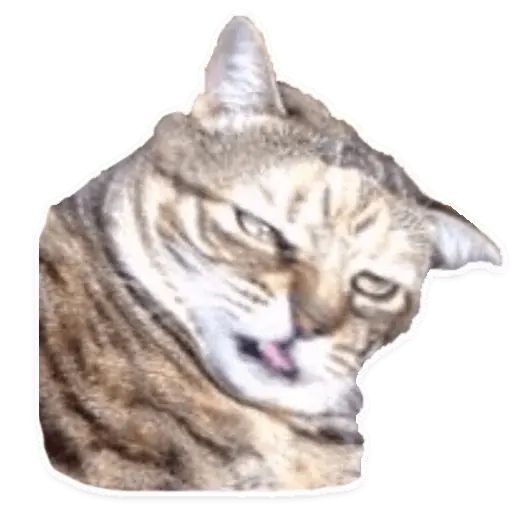 Sticker “Suffering Cats-3”