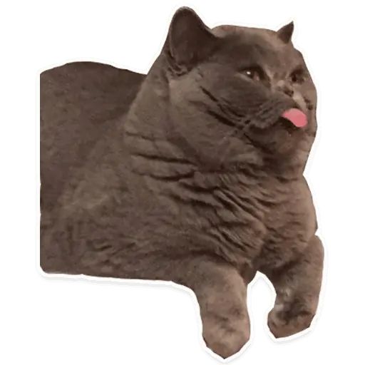 Sticker “Suffering Cats-5”