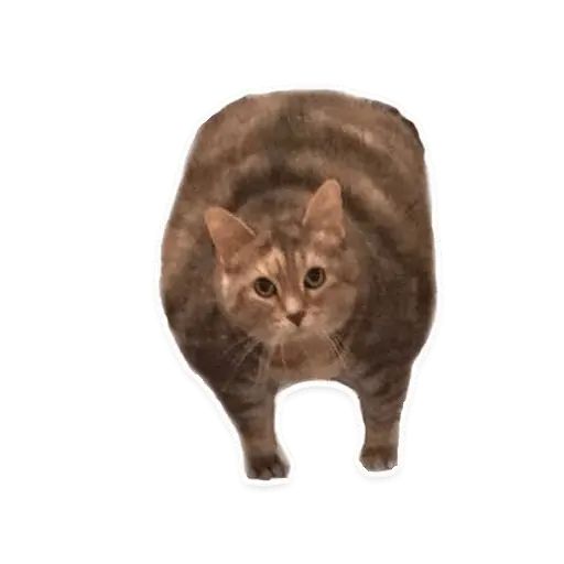 Sticker “Suffering Cats-6”