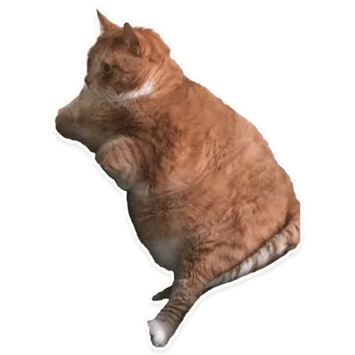 Sticker “Suffering Cats-7”