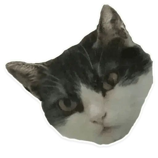 Sticker “Suffering Cats-9”