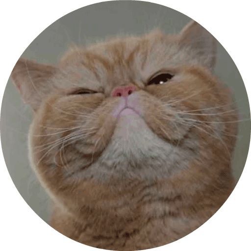 Sticker “Cats by Smol (2)-10”