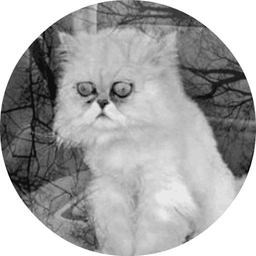 Sticker “Cats by Smol (2)-6”