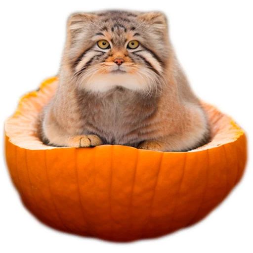 Sticker “Autumn Manul-12”