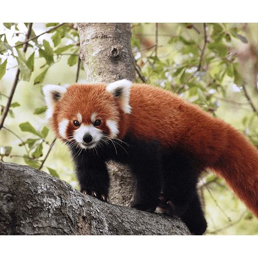 Sticker “Red Panda-5”