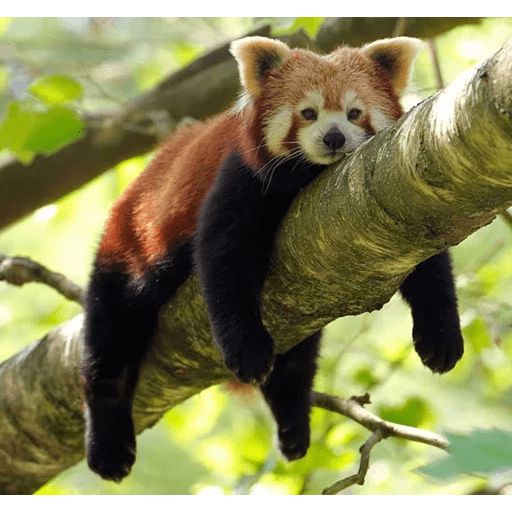 Sticker “Red Panda-8”