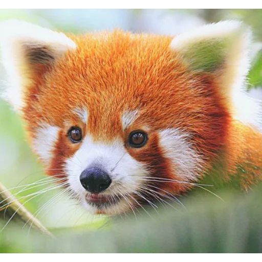 Sticker “Red Panda-9”