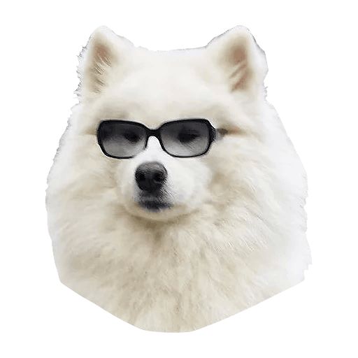 Sticker “Samoyed Dog-1”